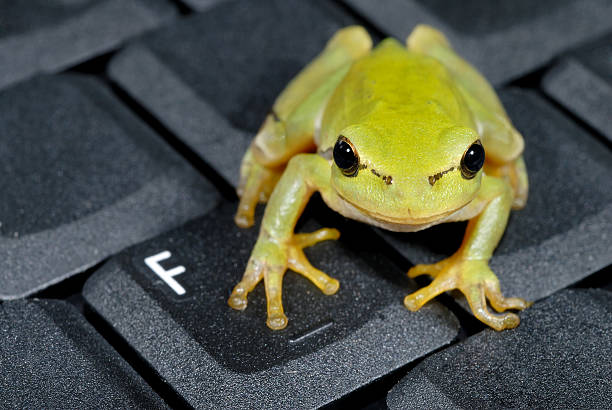 rã verde no computador portátil teclado-close-up - frog computer computer monitor symbol imagens e fotografias de stock