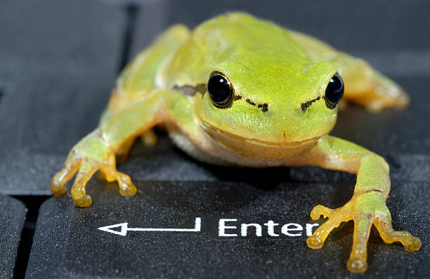 Green frog on laptop keyboard - close-up stock photo