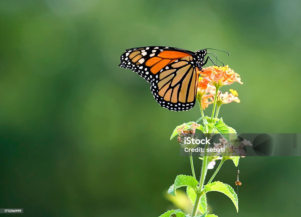 Monarch butterfly - Zbiór zdjęć royalty-free (Monarcha)