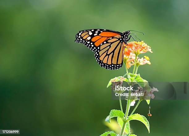 Monarch Butterfly - zdjęcia stockowe i więcej obrazów Monarcha - Monarcha, Beżowy, Bliskie zbliżenie