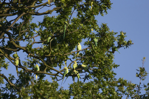 Originally from Pakistan / India, these noisy green parakeets are now naturalised in places as far apart as Surrey (UK), Italy and Ghana (Africa).