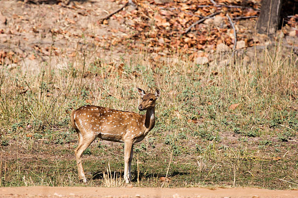 istock Chital in Bandhavgarh NP, India 171207173