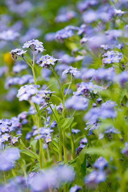 Forget me not stock photo