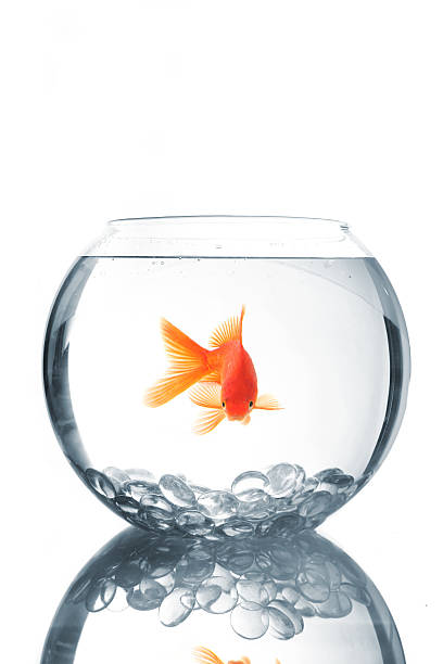 istock Goldfish in an aquarium 171207225