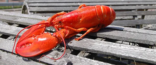 Photo of Lobster on Trap Wide