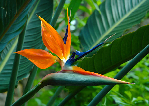istock bird of paradise dry 171207404