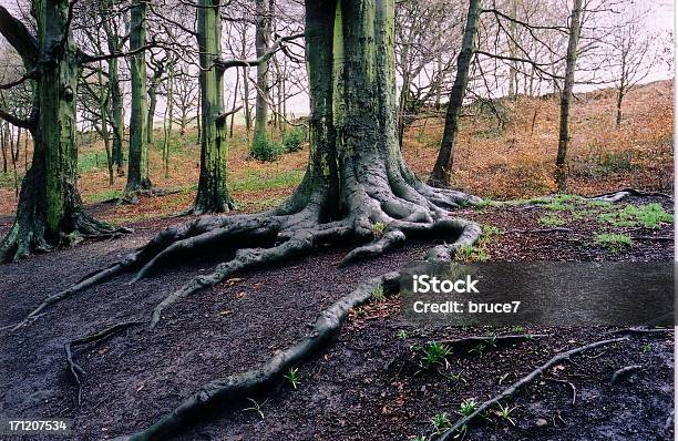 습함 Roots 0명에 대한 스톡 사진 및 기타 이미지 - 0명, 고요한 장면, 곰팡이