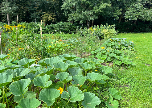 Organic permaculture garden. Blooming pumpkin, nasturtium, lettuce, cabbage. Flowers and vegetables in the garden — useful synergy