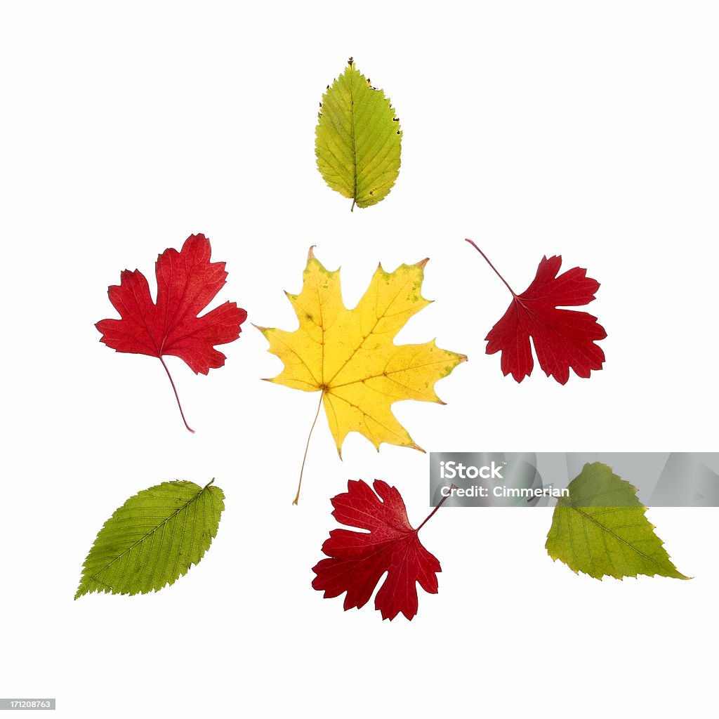 Folhas de outono no branco - Foto de stock de Abstrato royalty-free