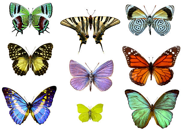 orange butterflies isolated on white background