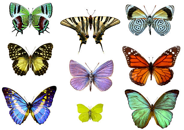 dziewięciu kolorowe szczegółowych motyle na białym tle - malachite butterfly zdjęcia i obrazy z banku zdjęć