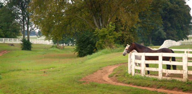 The Grass is Always Greener stock photo