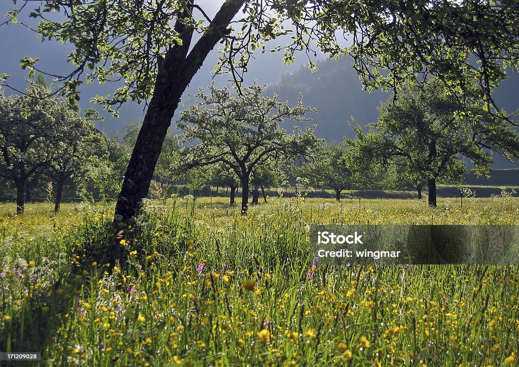 apple arbre plantation - Photo de Prairie libre de droits