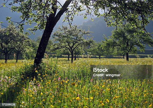 Photo libre de droit de Apple Arbre Plantation banque d'images et plus d'images libres de droit de Prairie - Prairie, Fleur - Flore, Juin