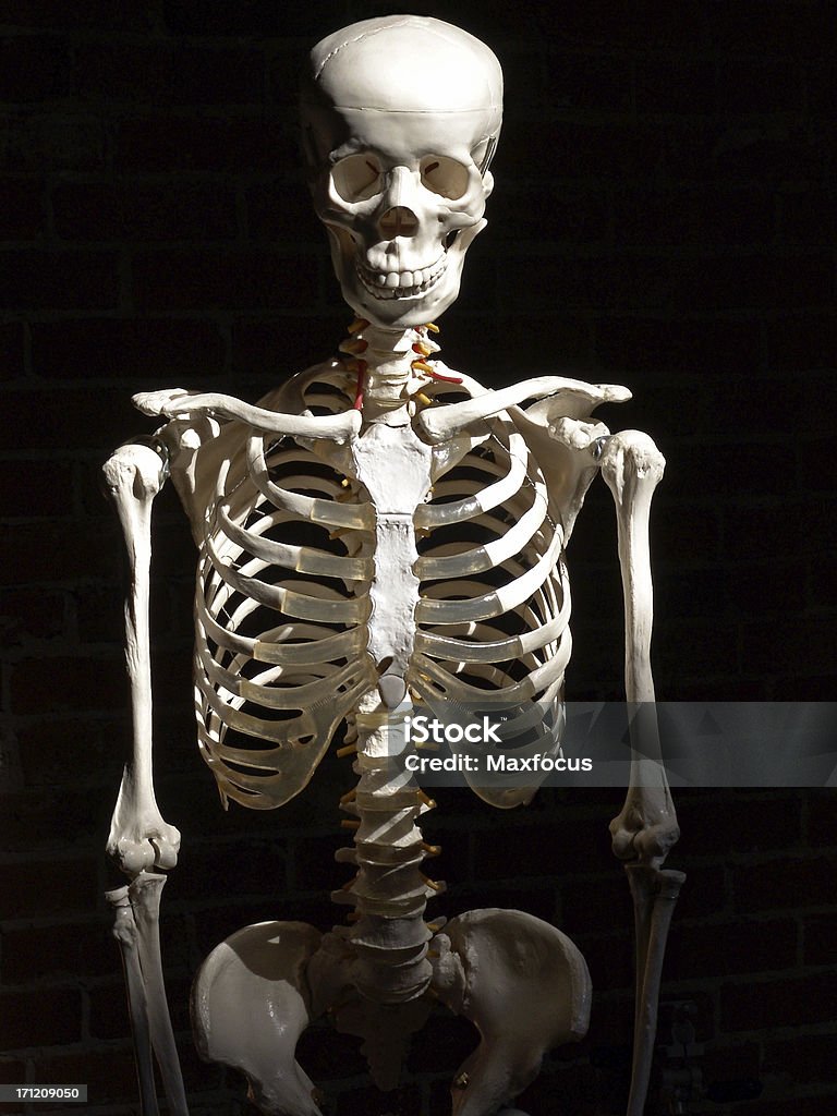 Menschliches Skelett - Lizenzfrei Brustkorb - Menschlicher Knochen Stock-Foto