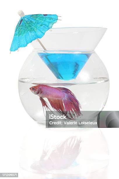 Betta Cocktail Con Blu - Fotografie stock e altre immagini di Cocktail - Cocktail, Alchol, Animale da compagnia