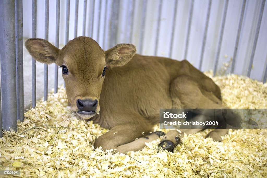 Di vitello - Foto stock royalty-free di Recinto per animali