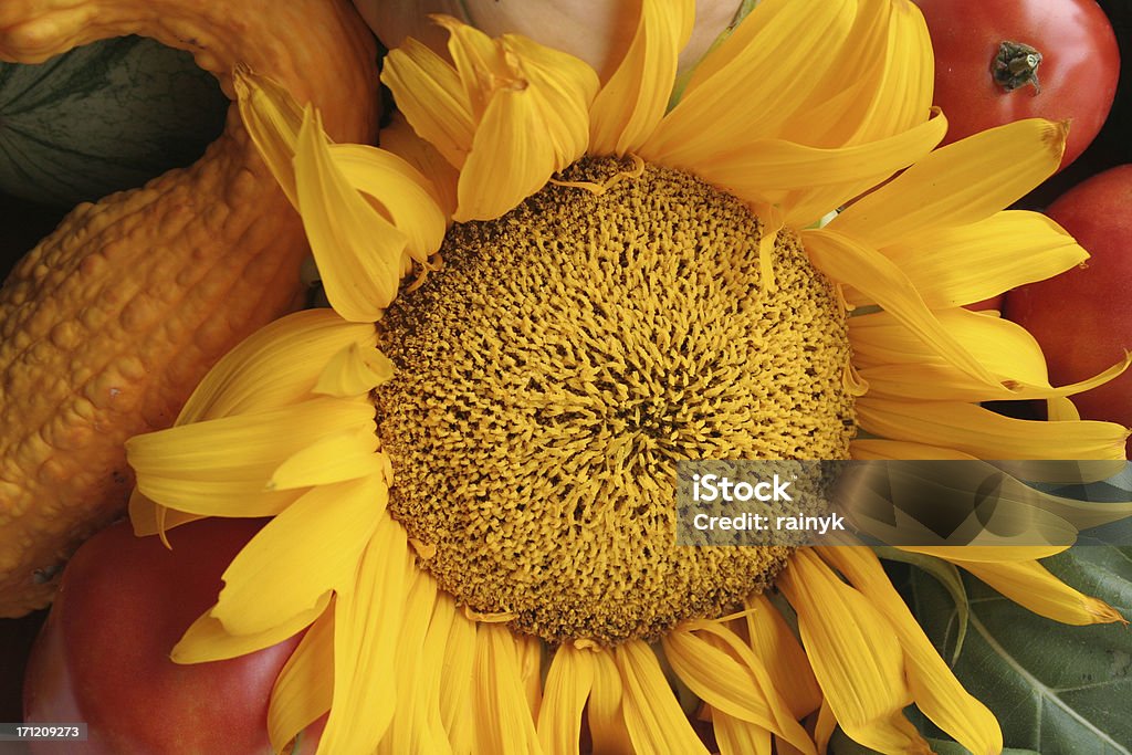 sunflower harvest A brightly colored harvest from our garden. Abundance Stock Photo