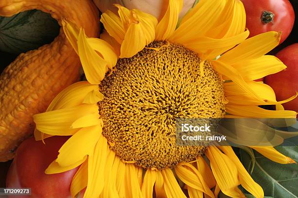 Sunflower Harvest Stock Photo - Download Image Now - Abundance, Autumn, Bright