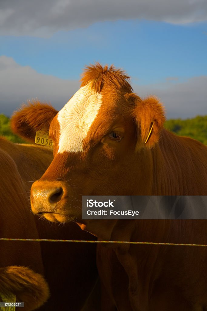 Vaca - Royalty-free Agricultura Foto de stock