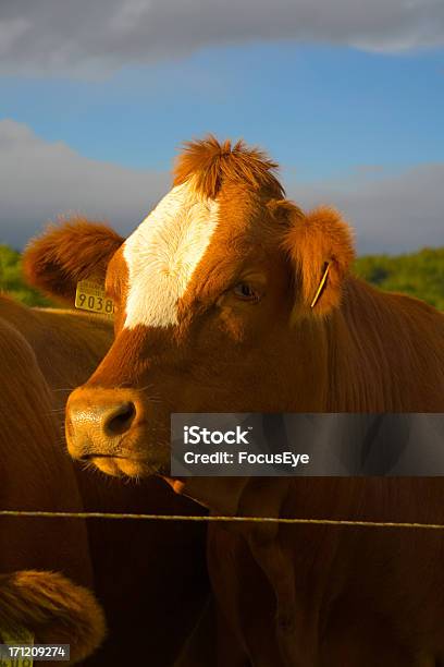 Vaca - Fotografias de stock e mais imagens de Agricultura - Agricultura, Animal, Branco