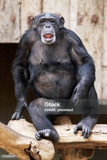 Chimp С Открытый Рот — стоковые фотографии и другие картинки Вертикальный - Вертикальный, Внимательно смотреть, Волосы животного