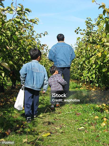 アップルピッ父と息子 - リンゴのストックフォトや画像を多数ご用意 - リンゴ, 摘む, 3人