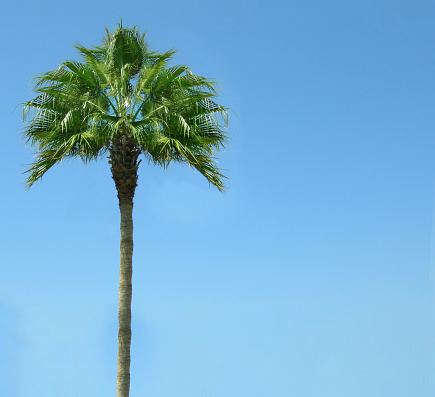 Fronds leaves of a tropical palm tree against a blue sky background