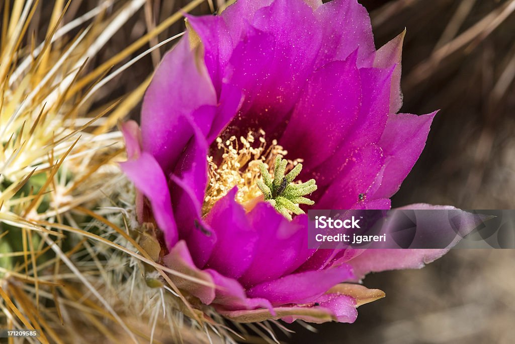 Morango Cacto Hedgehog - Royalty-free Flora Foto de stock