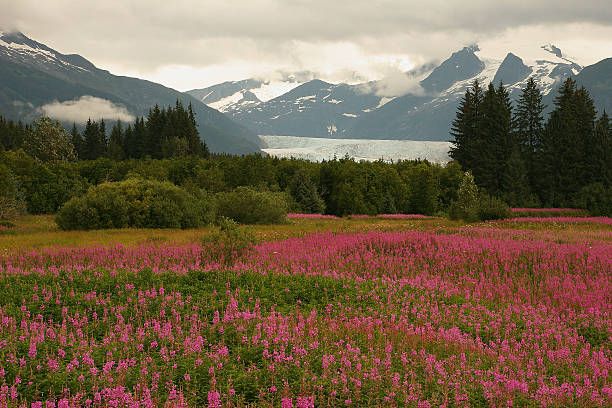 istock Beautiful landscape view of Mendenhall glacier 171209733