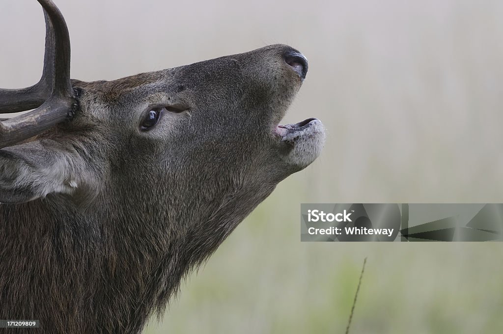 Solitude Venez me&nbsp;! Cerf appelant le - Photo de Agression libre de droits