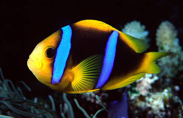 istock Clownfish in Fiji 171209823
