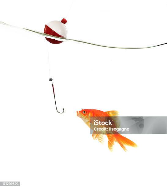 Dei Problemi - Fotografie stock e altre immagini di Pesce rosso - Pesce rosso, Sfondo bianco, Amo da pesca