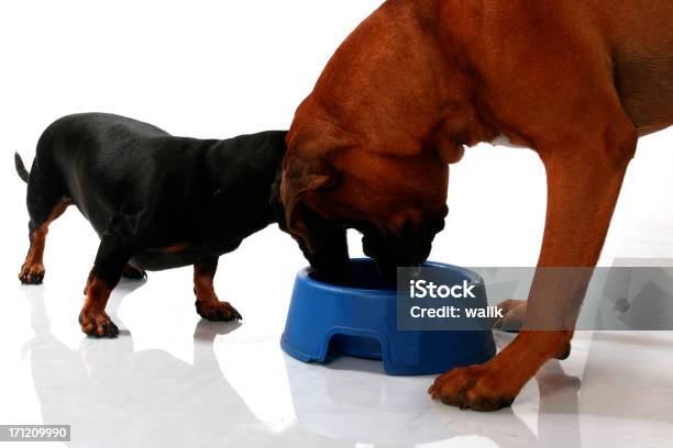 Foto de O Jantar e mais fotos de stock de Amizade - Amizade, Animal, Animal de estimação