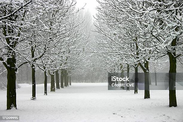 Winter Wonderland Stock Photo - Download Image Now - Cold Temperature, Concepts, December