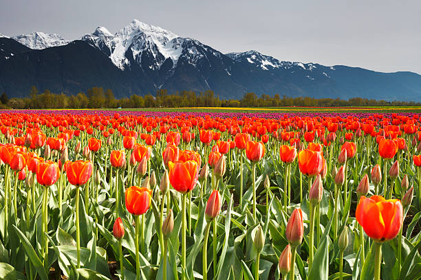 赤いチューリップフィールド実装 cheam (�水平) - agriculture beauty in nature flower clear sky ストックフォトと画像
