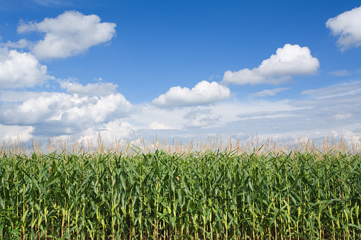 corn field in southern germany