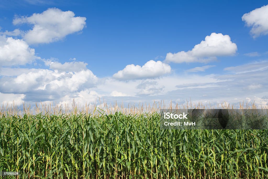 Corn field and the clear sunny weather corn field in southern germany Agricultural Field Stock Photo