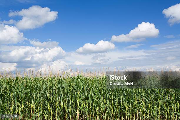 Corn Field And The Clear Sunny Weather Stock Photo - Download Image Now - Agricultural Field, August, Backgrounds