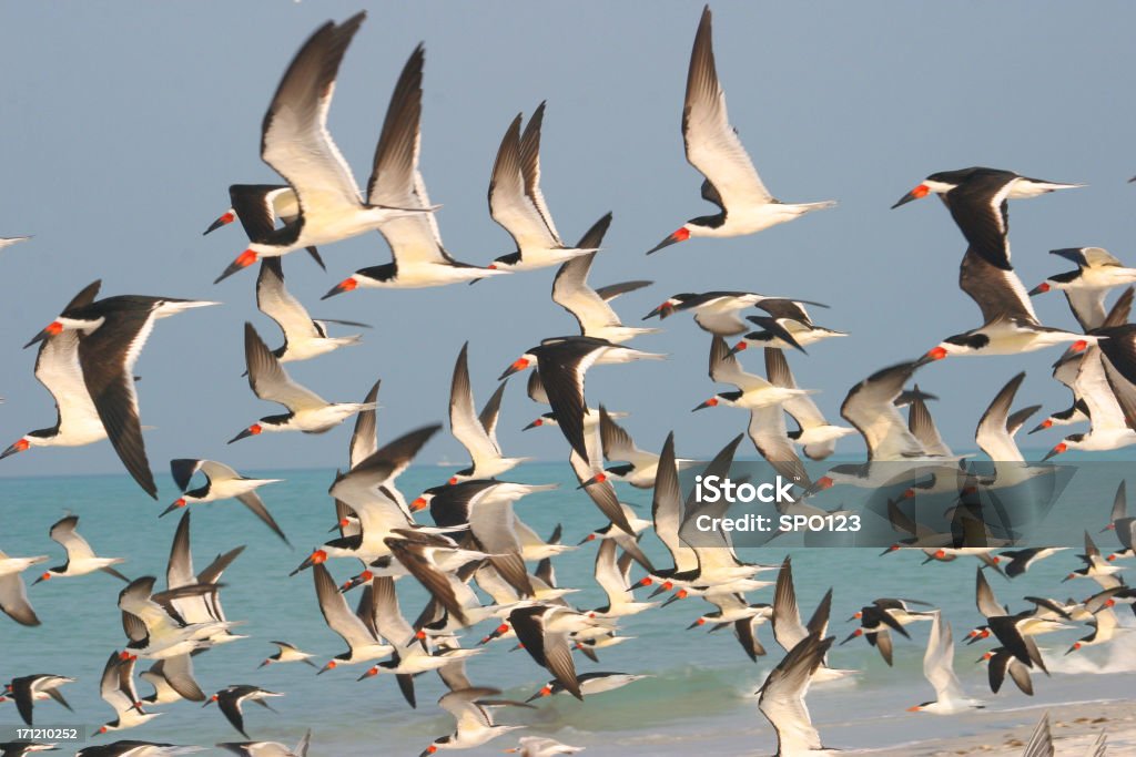 Florida oiseaux en vol Anna Maria Island - Photo de Floride - Etats-Unis libre de droits