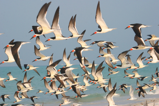 Lots of seagulls on the sea coast