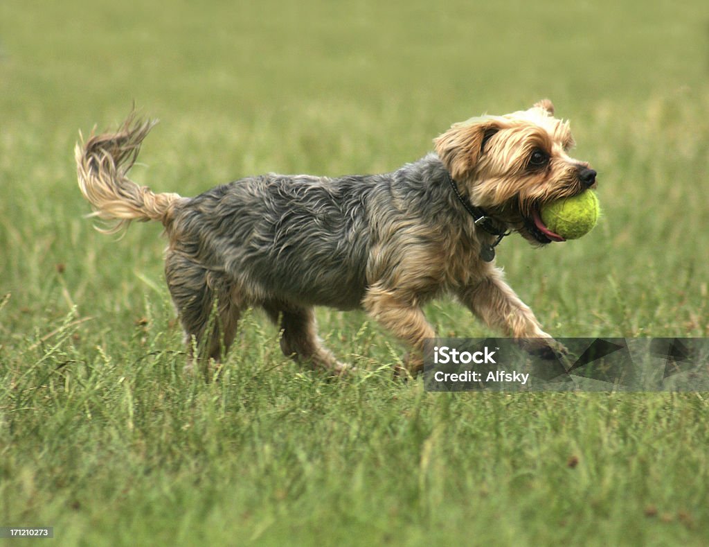 Cane Carino - Foto stock royalty-free di Esercizio di rilassamento