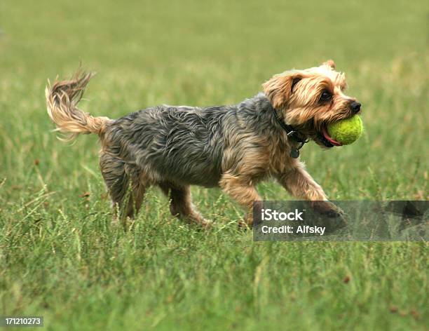 Cute Dog Stock Photo - Download Image Now - Exercising, Relaxation Exercise, Yorkshire Terrier