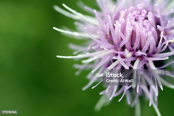 Dashell Foto de stock y más banco de imágenes de Agresión - Agresión, Belleza de la naturaleza, Cardo