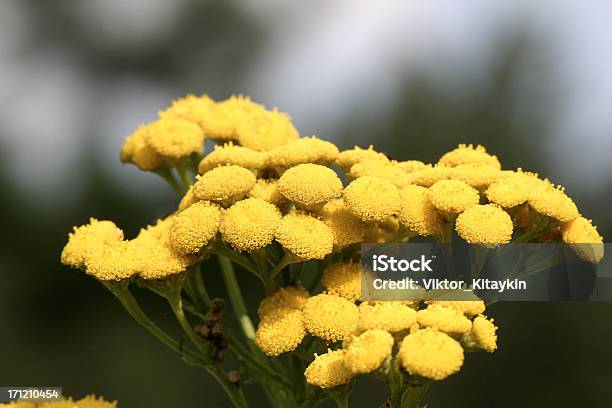 Tansy - zdjęcia stockowe i więcej obrazów Bez ludzi - Bez ludzi, Błyszczący, Czas