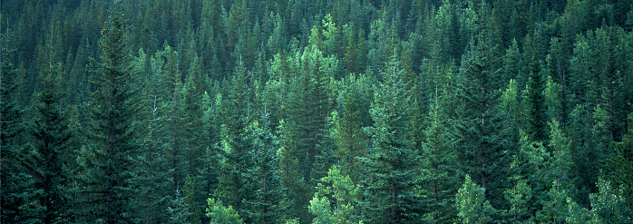 Banner panoramic background of an Evergreen forest. This is a film image and has a different look at 100% resolutionSimilar Pictures in my Portfolio: