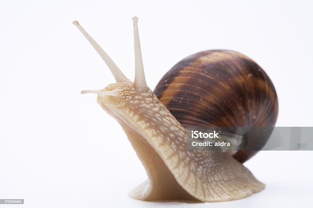 Caracol - Royalty-free Anfíbio Foto de stock