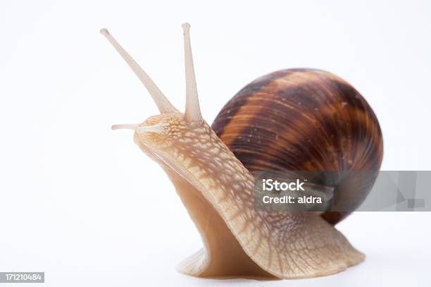 Caracol - Fotografias de stock e mais imagens de Anfíbio - Anfíbio, Animal, Animal treinado