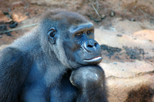 A lowland gorilla taking a pause from its busy day to be deep in thought or daydreaming.Please click on my portfolio for more expressive gorilla head shots (and other animals) like this one -- Thanks!