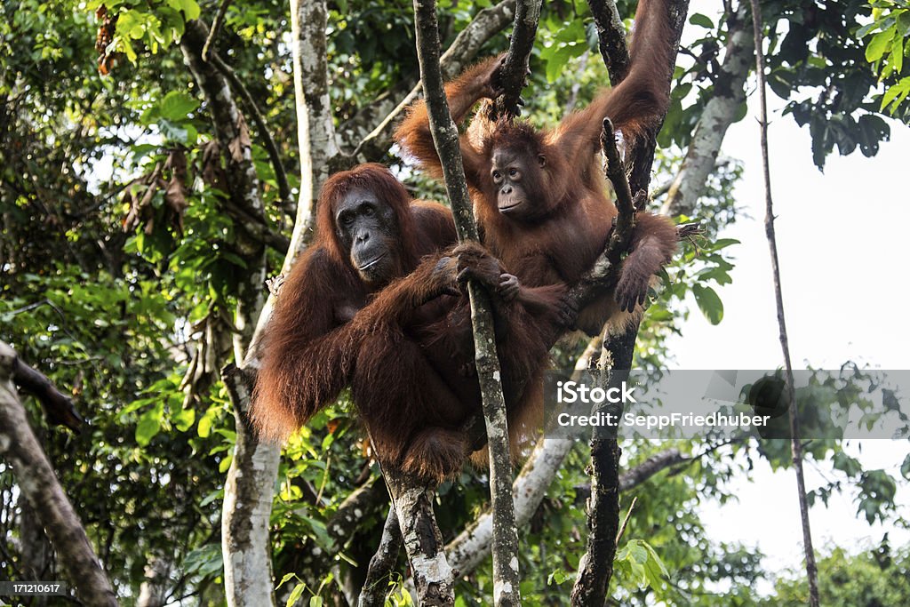 Orang Utan madre con bebé sentado en el árbol - Foto de stock de Animal libre de derechos